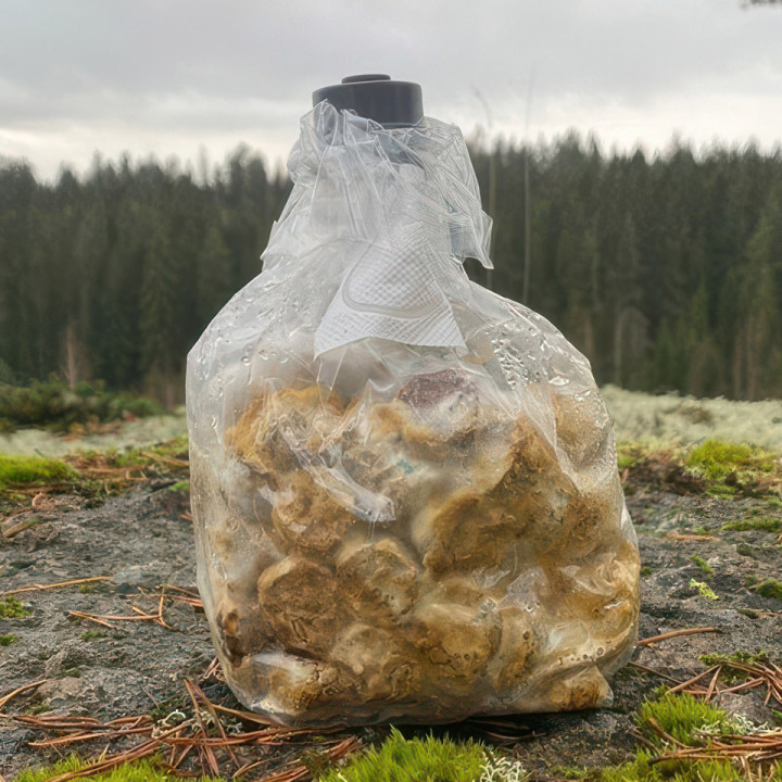 Tahnaymppinappipussi – uusi innovaatio pakurinviljelyyn.